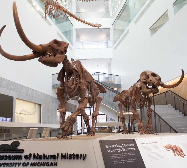 University of Michigan Museum of Natural History (Ann&nbspArbor,&nbspMI)